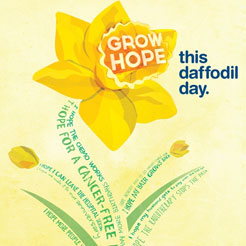 Daffodil Day - Northern Insurance Solutions