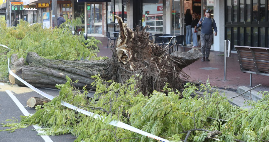 Prepare Your Business for Cyclone Season - Review Your Insurance Policy NOW!